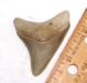 Lee Creek Megalodon Tooth